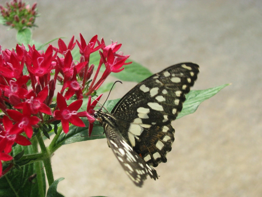 le-tropique-du-papillon