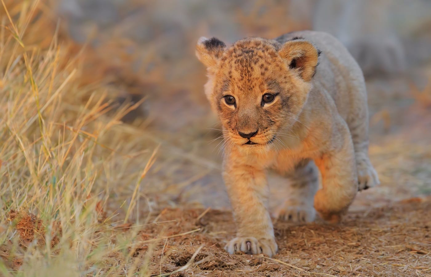 lion cub in Vinca