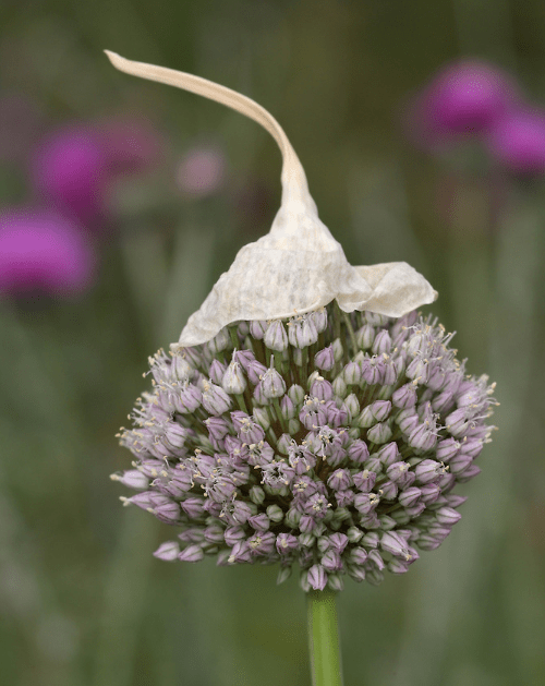 wild garlic mauve ball