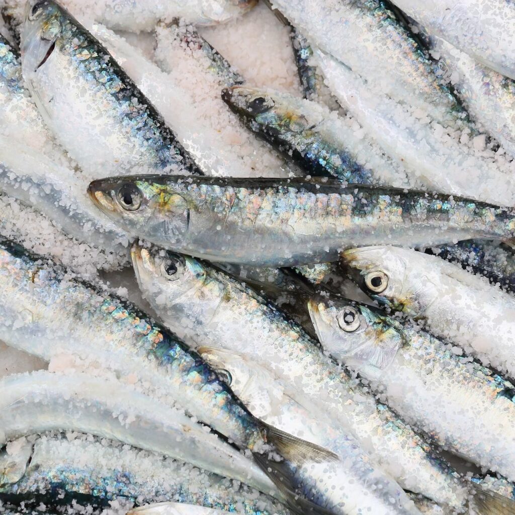 sardines petit rest'eau