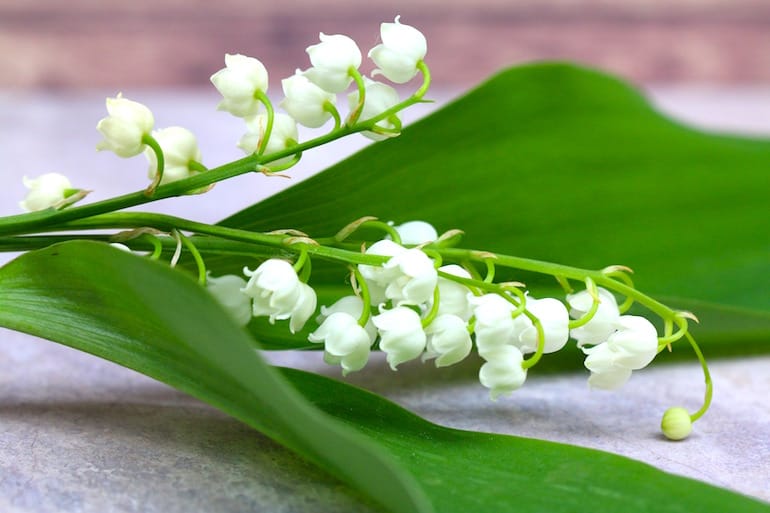 lily of the valley