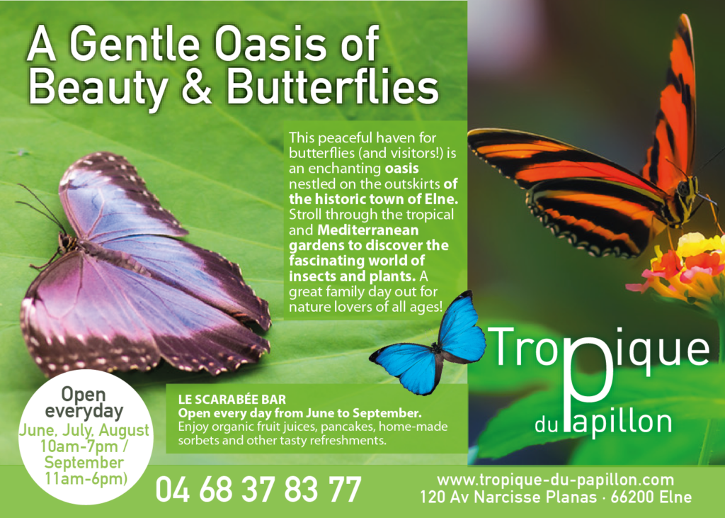 papillon 81