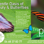 papillon 81