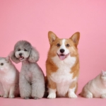 pet sitting