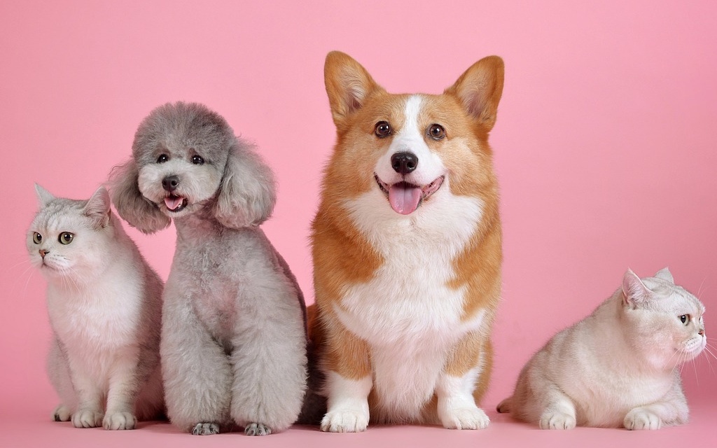 pet sitting