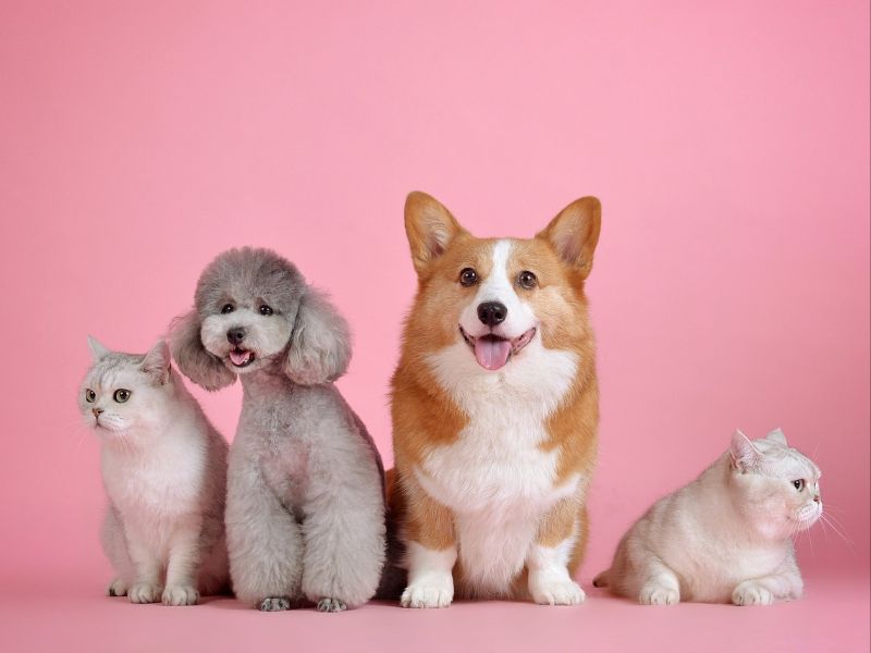 pet sitting