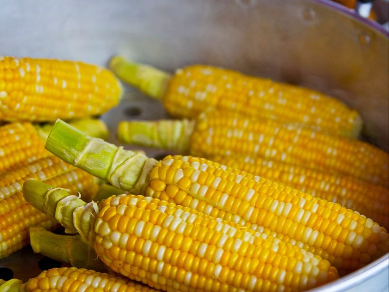 corn food for thought