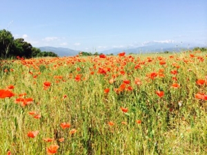 poppies 1