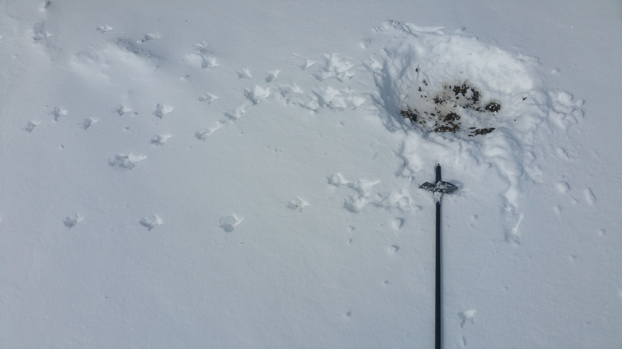 ptarmigan