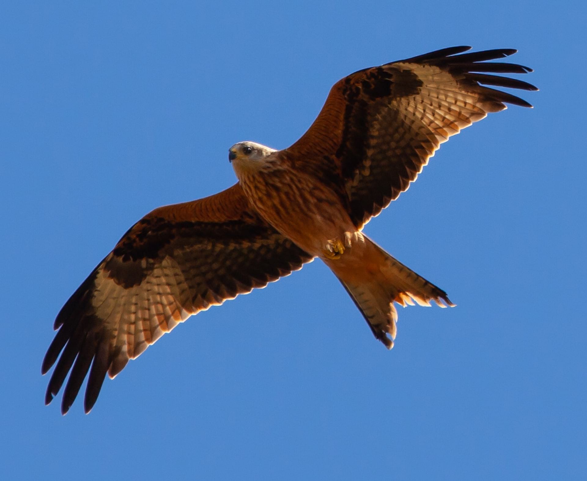 red kite