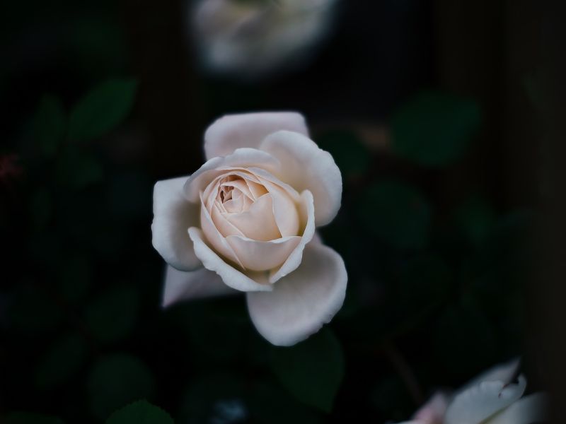 rose