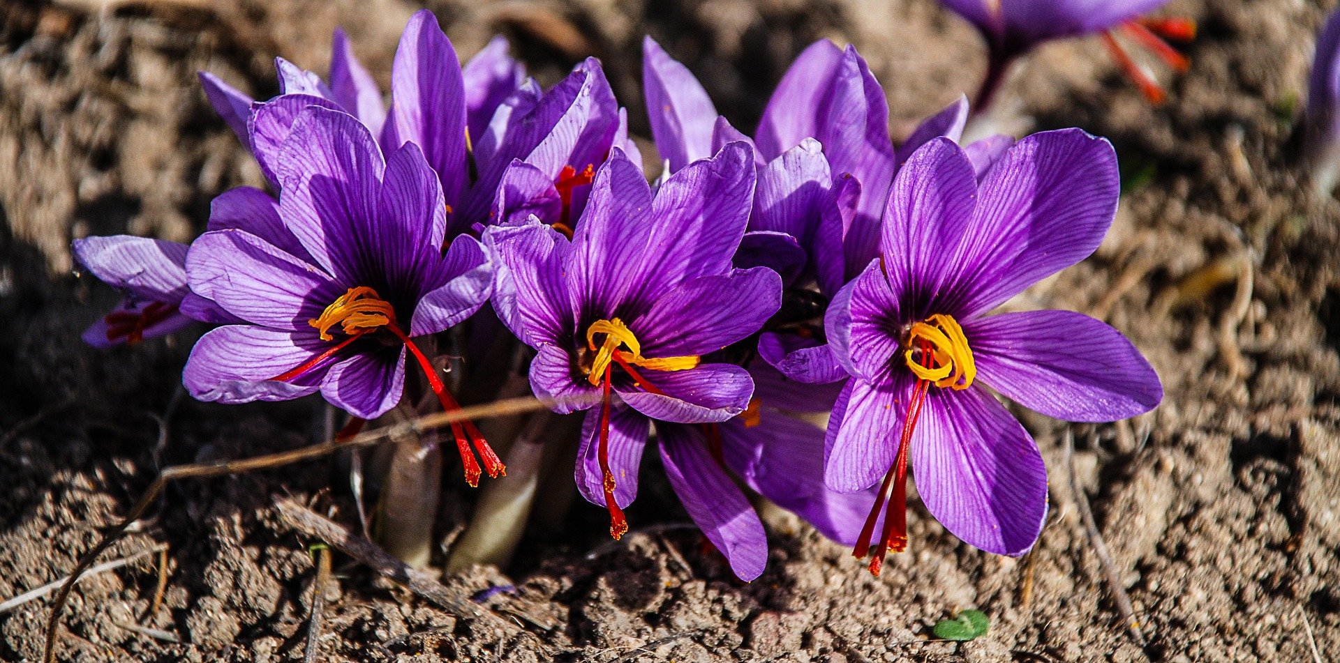Saffron high maintenance love affair with the world's most expensive spice
