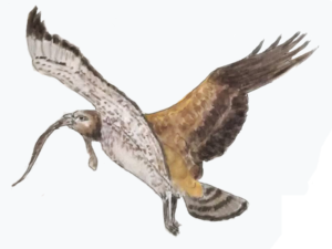 short toed eagle po naturally