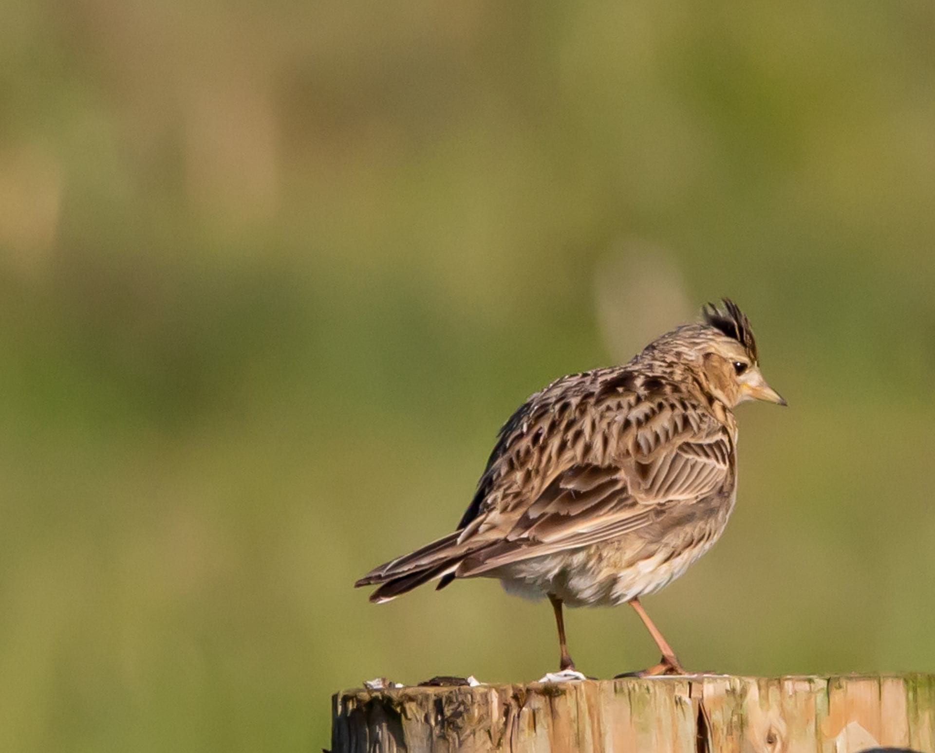 skylark