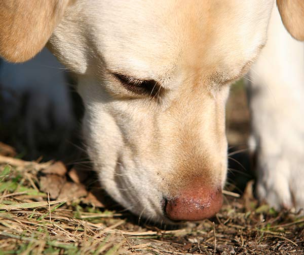 Labrador dog