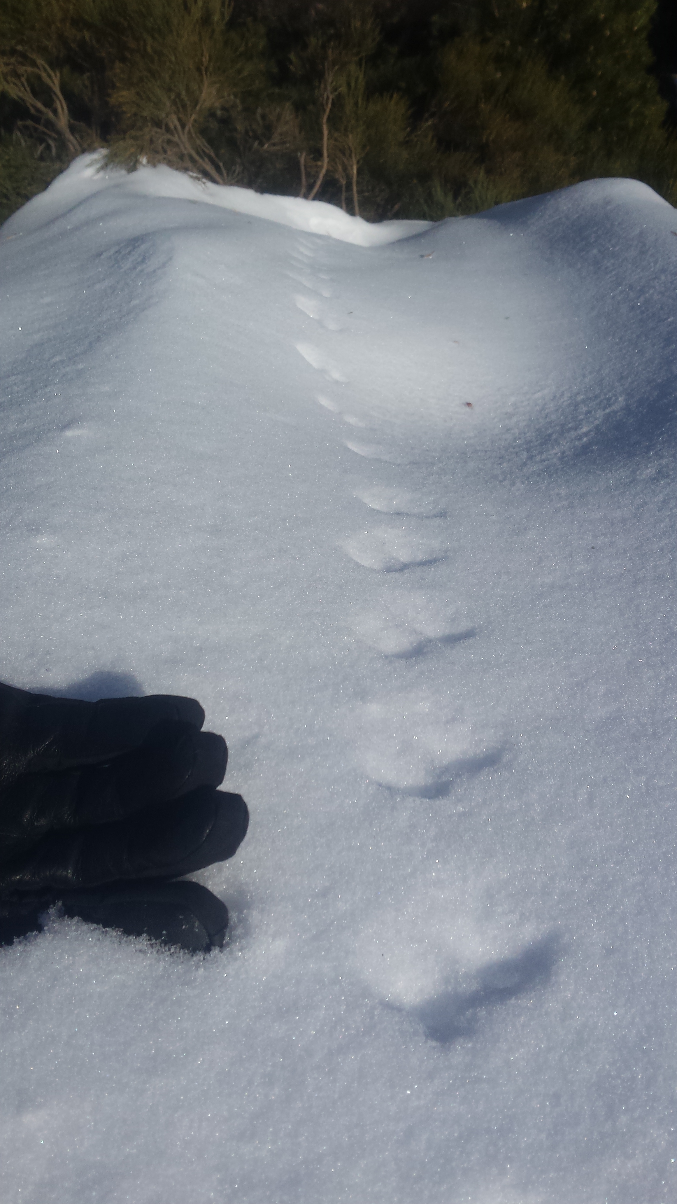 stoat track