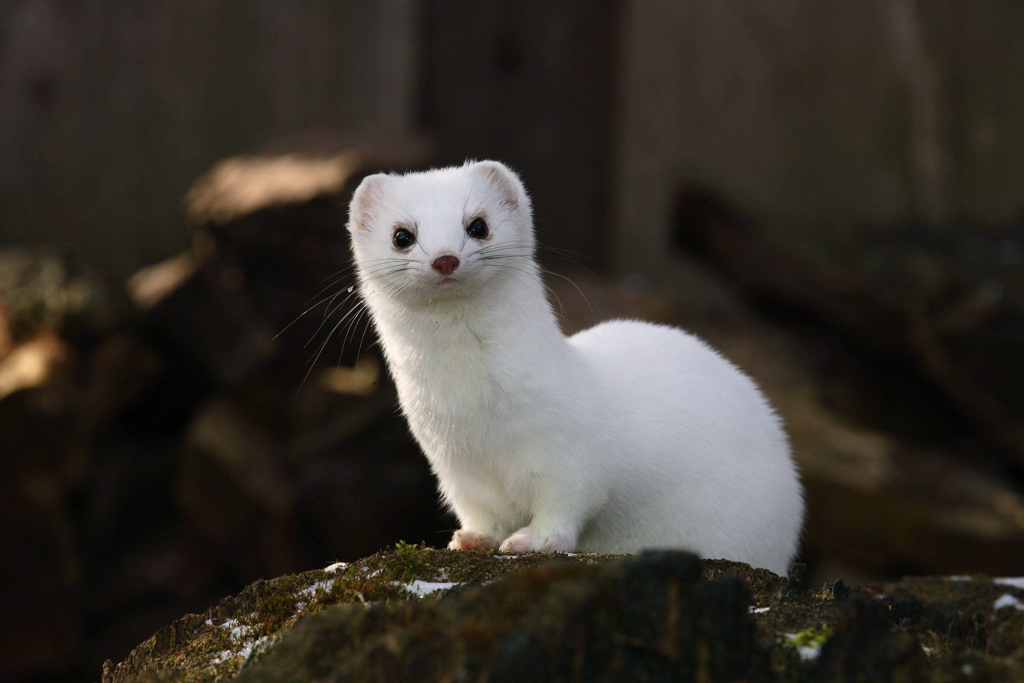 stoat