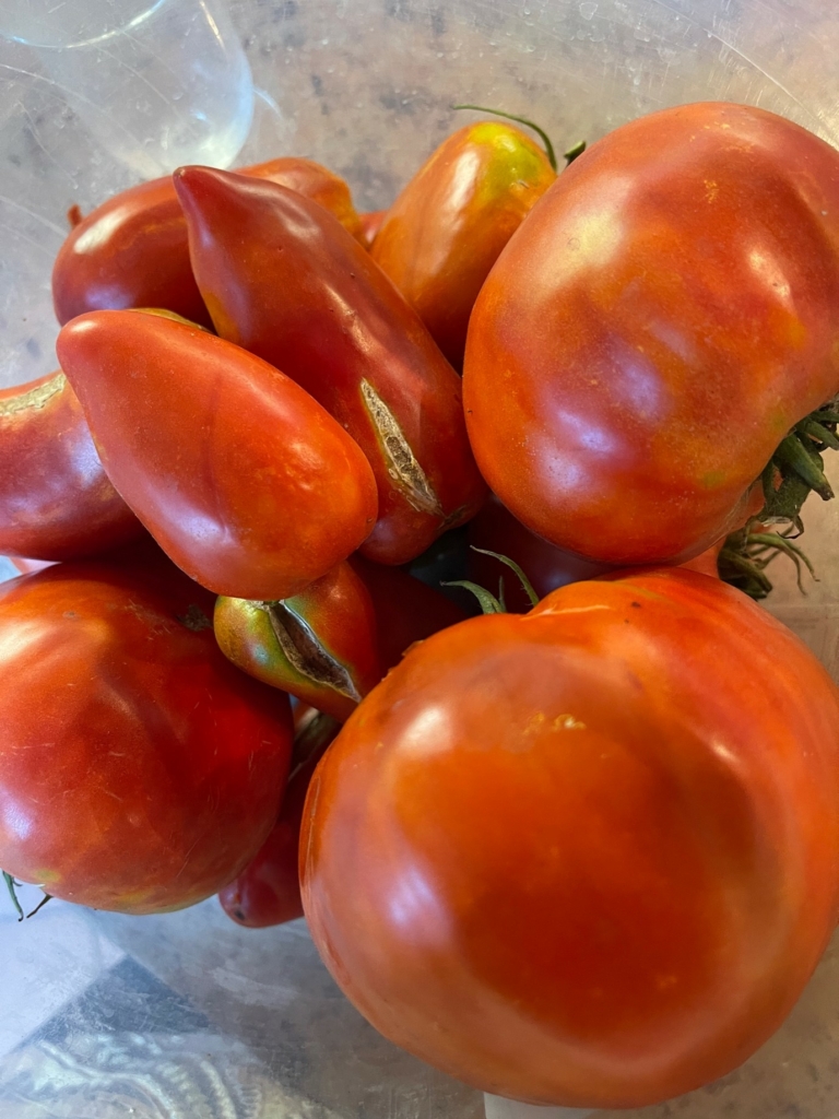 tomatoes