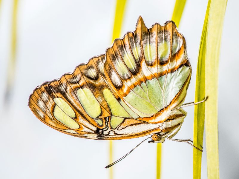 tropique du papillon