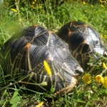 vallee des tortues
