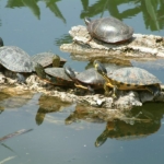 vallee des tortues
