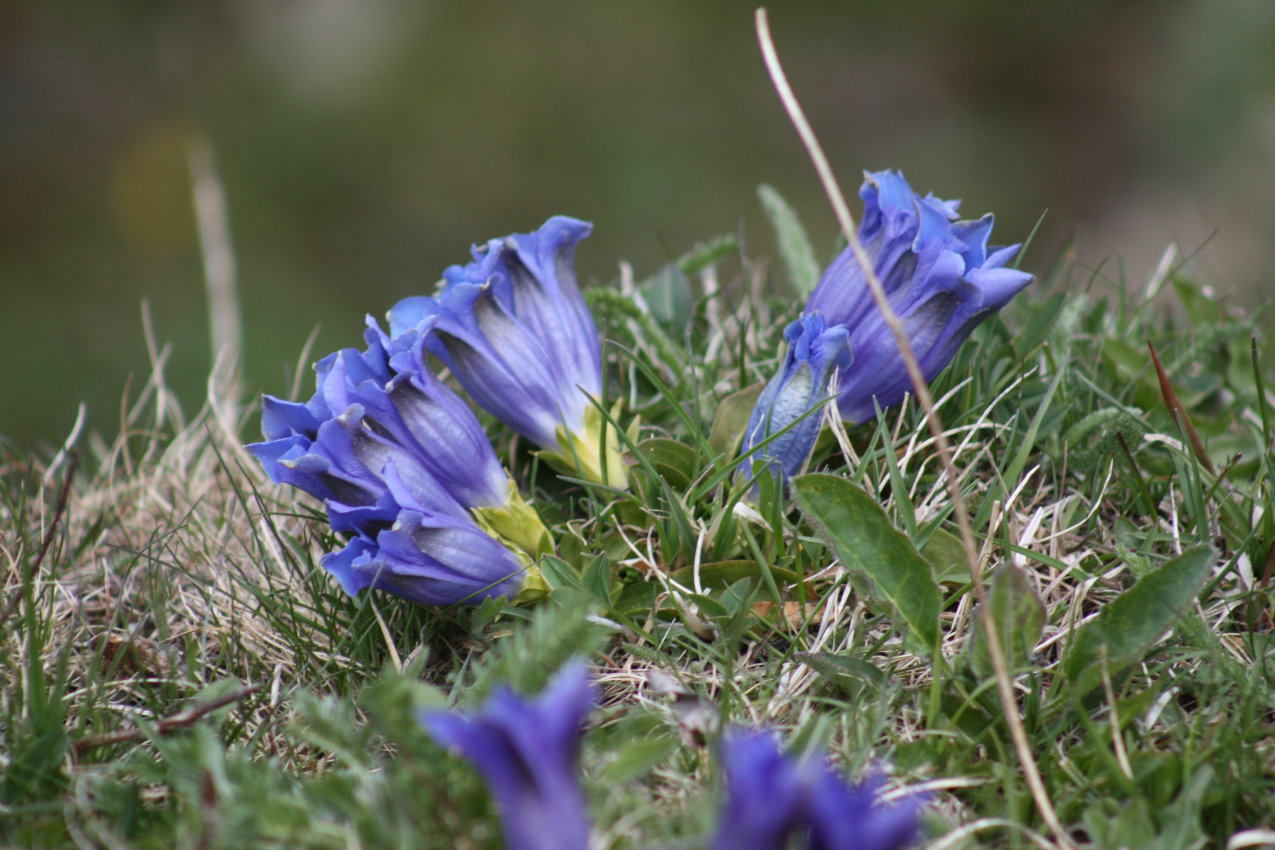 valley flowers eyne