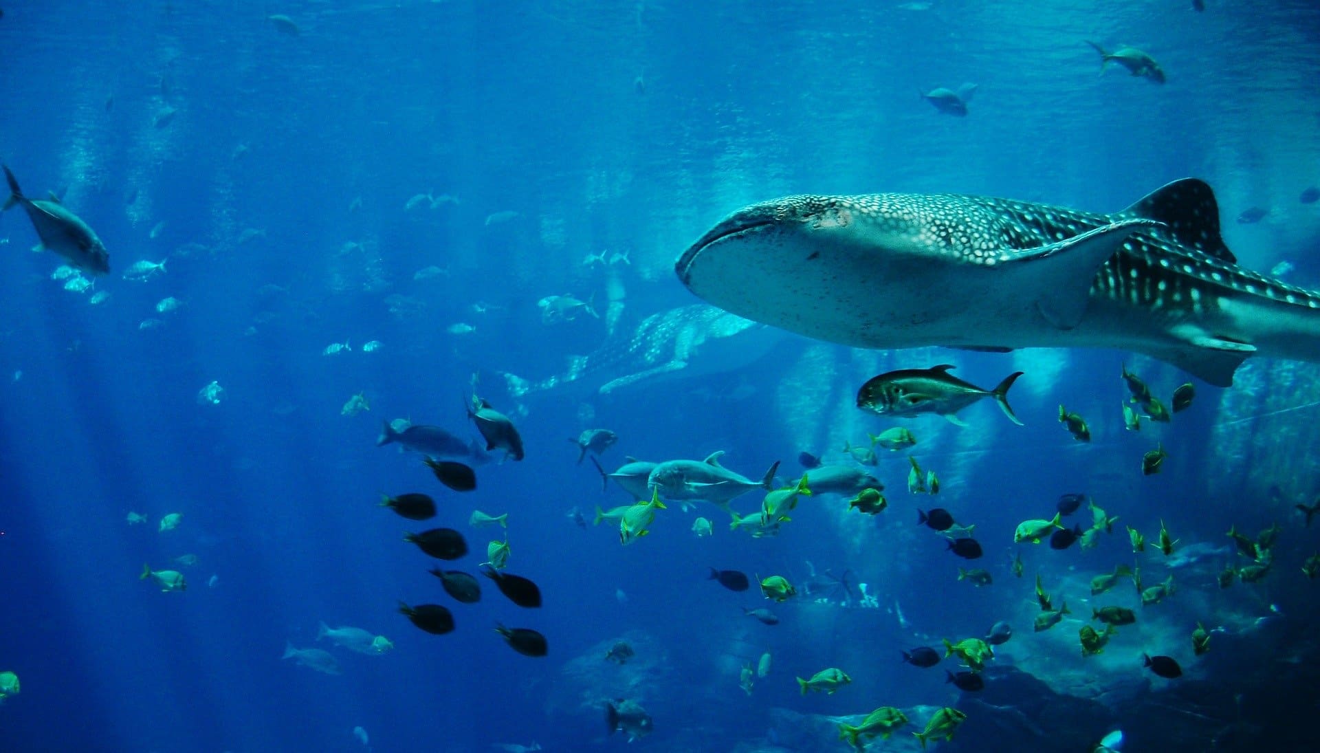 Shark in aquarium