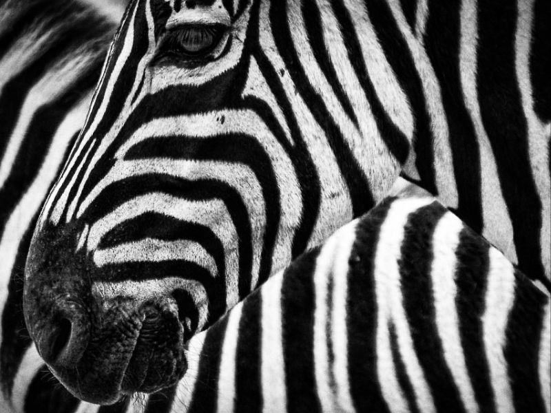 zebra